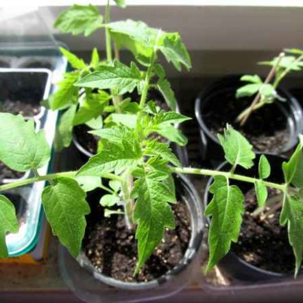 Why Are My Tomato Seedlings Wilting or Dying? | Vegetable GardenerX