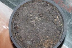 BEST SOIL FOR CONTAINER GROWN TOMATOES visual data 5