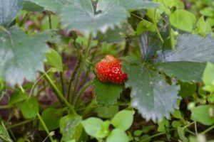 How: Can Strawberries and Cucumbers Be Planted Together? | Vegetable
