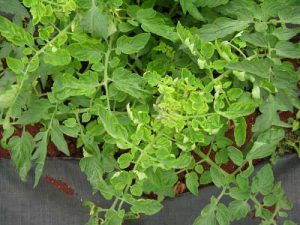 Tomato Branches Curling Down Why Stems Twisting