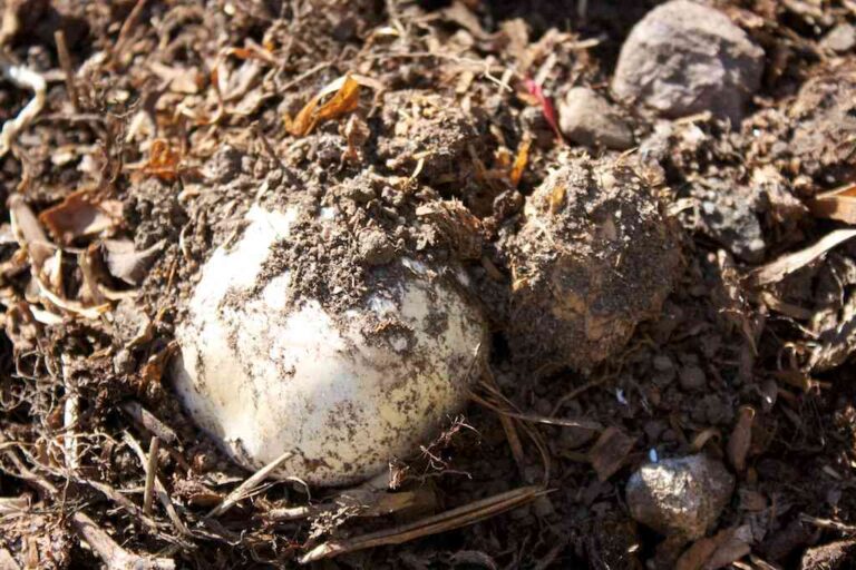 How to Using Mushroom Compost in Raised Beds? Vegetable GardenerX