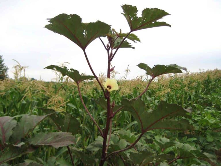 Why Are My Okra Leaves Turning Yellow? (9 Causes) Vegetable GardenerX